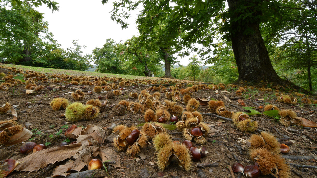 Autumn,,Centuries-old,Chestnut,Forest,In,The,Tuscan,Mountains.,Time,For