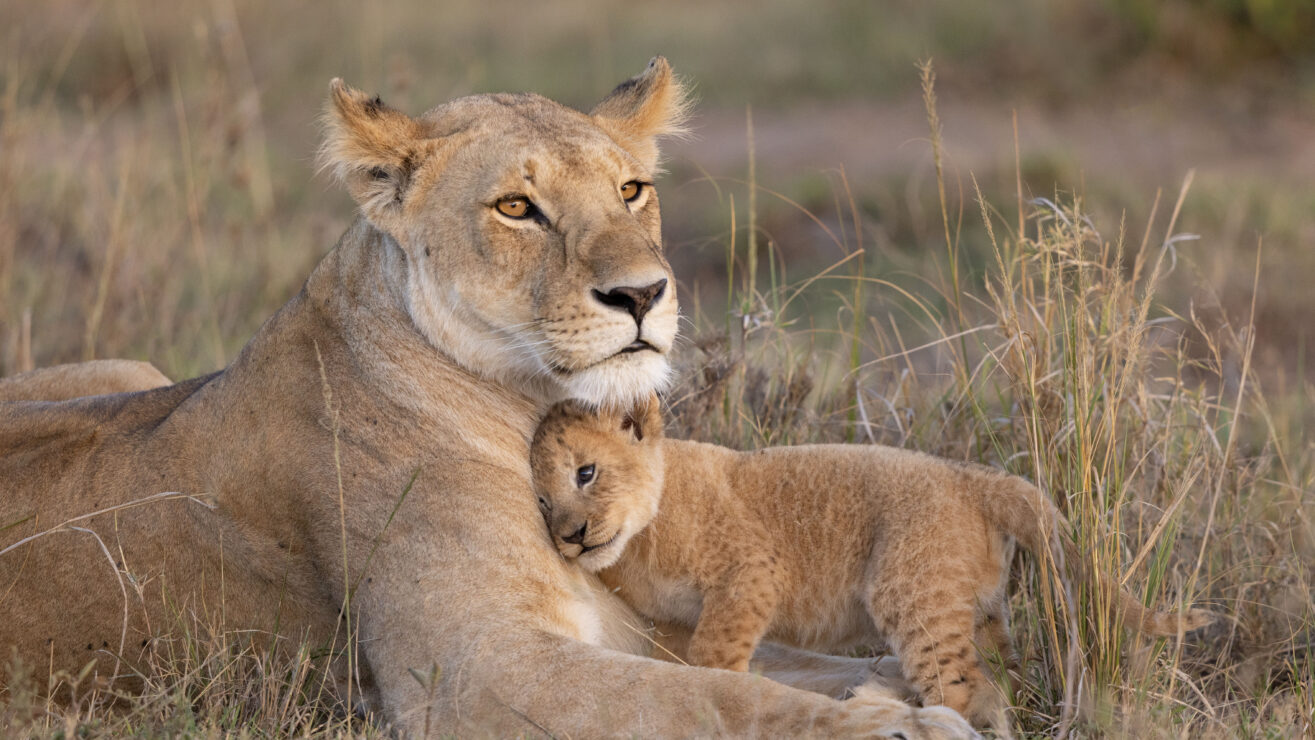 Lioness,Mother,With,Young,Cub,Snuggling,In,To,Her.,Taken