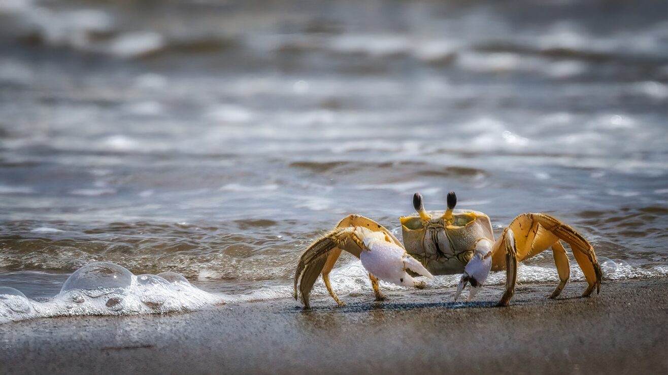 wonkhe-seaside-crab