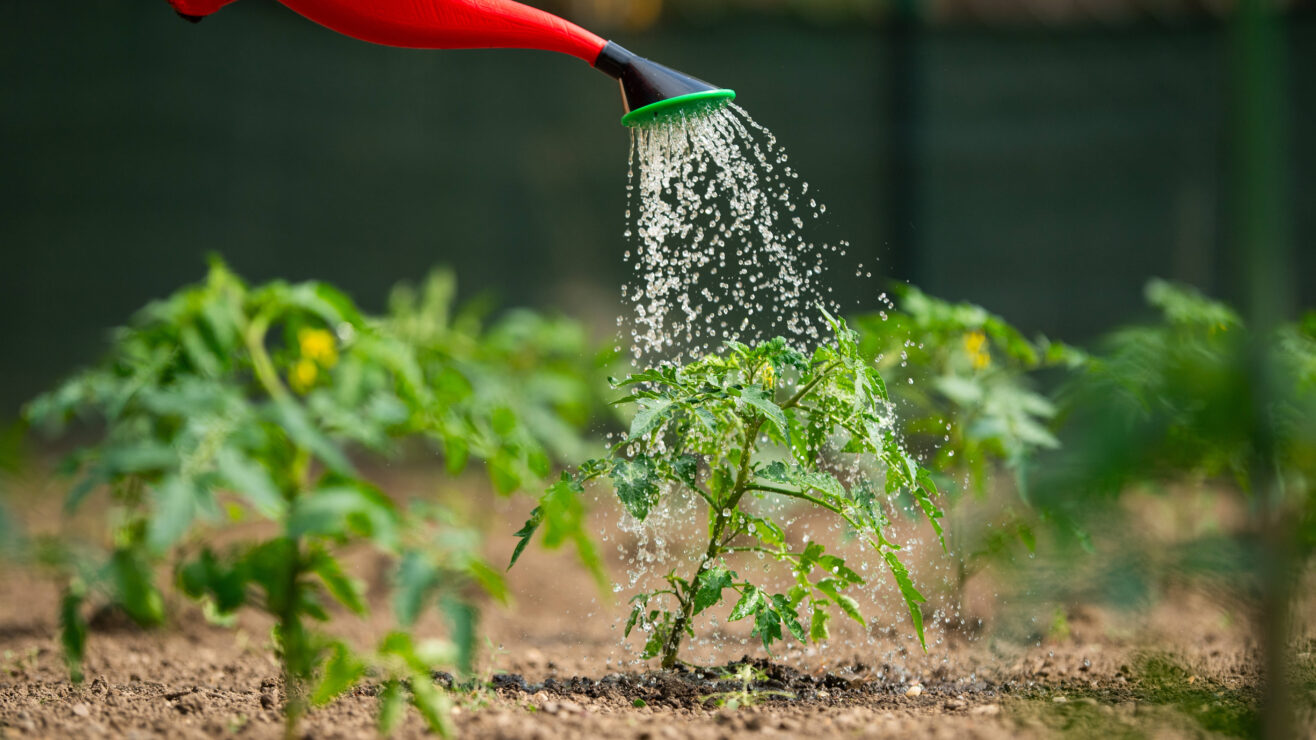 Gardening,Concept.watering,Seedling,Tomato,Plant,In,Greenhouse,Garden,With,Red