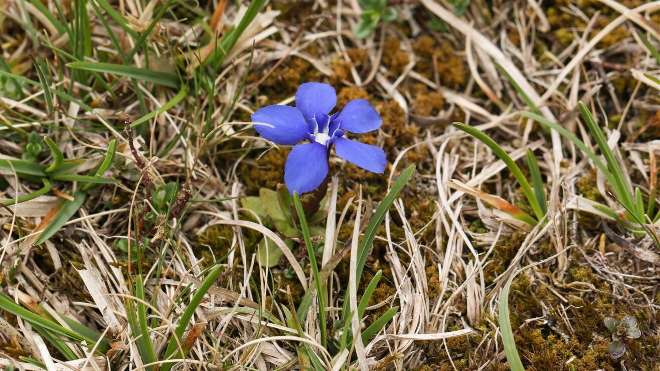 Wonkhe-HESA-Spring-moorland