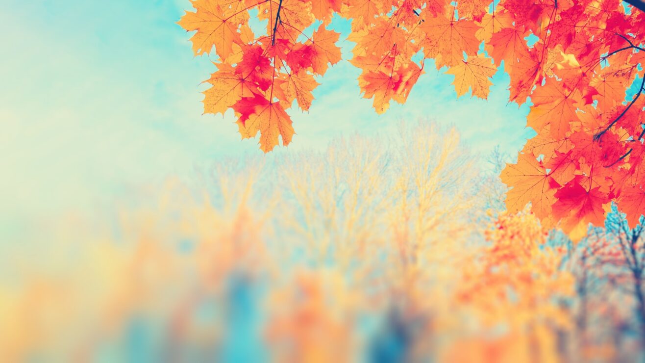 Wonkhe-Value-Tree-Orange