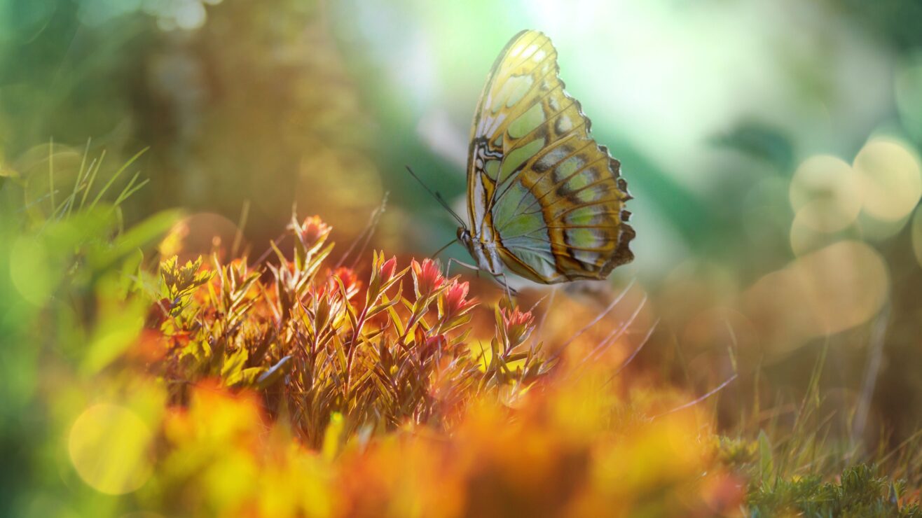 Wonkhe-light-butterfly