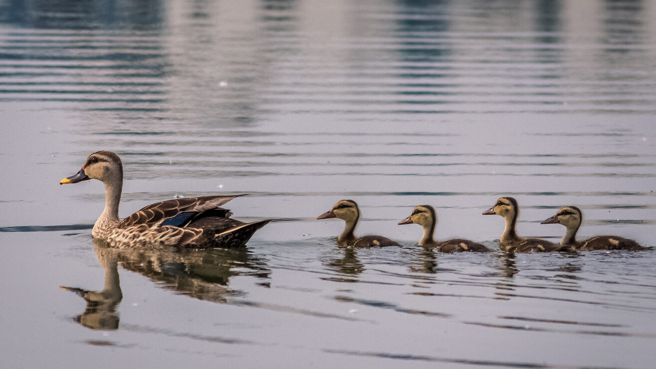 Grey,Teal,Duck,Family,With,A,Group,Of,Baby,Ducklings