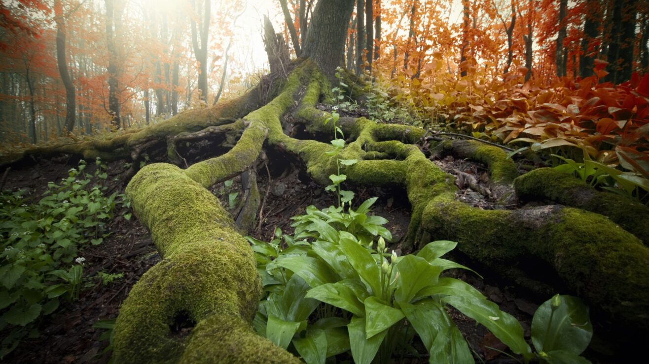 Shutterstock_105019910