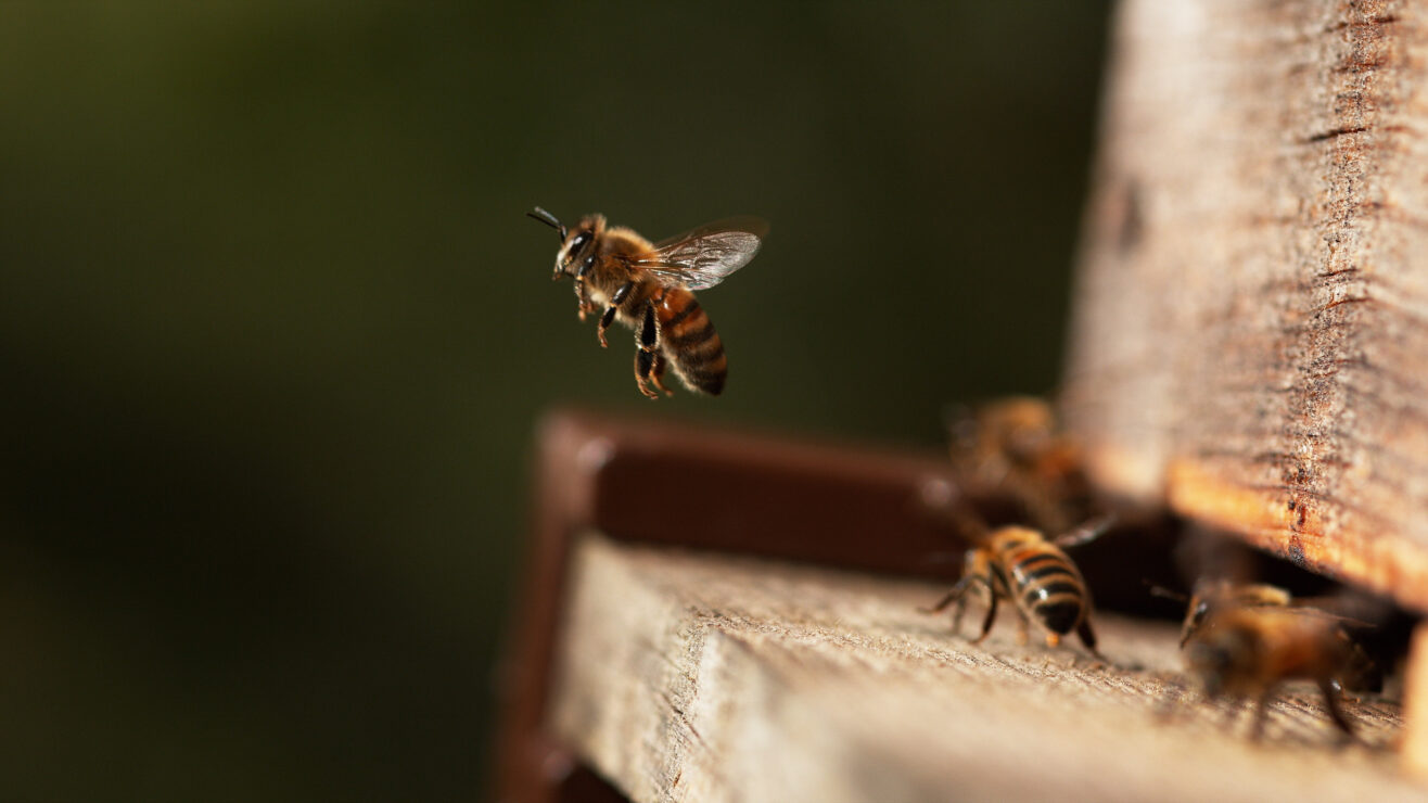 European,Honey,Bee,,Apis,Mellifera,,Bees,Going,To,The,Hive,